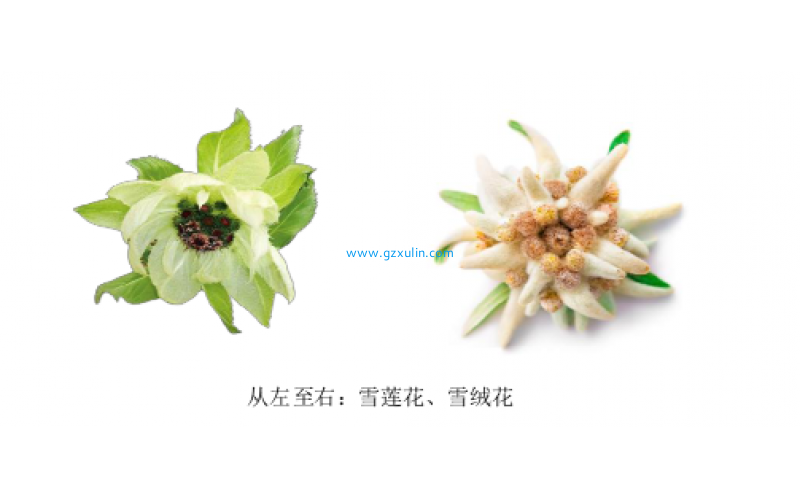 雙雪透胭雪蓮花和雪絨花又名“高山火絨草”抑制黑色素