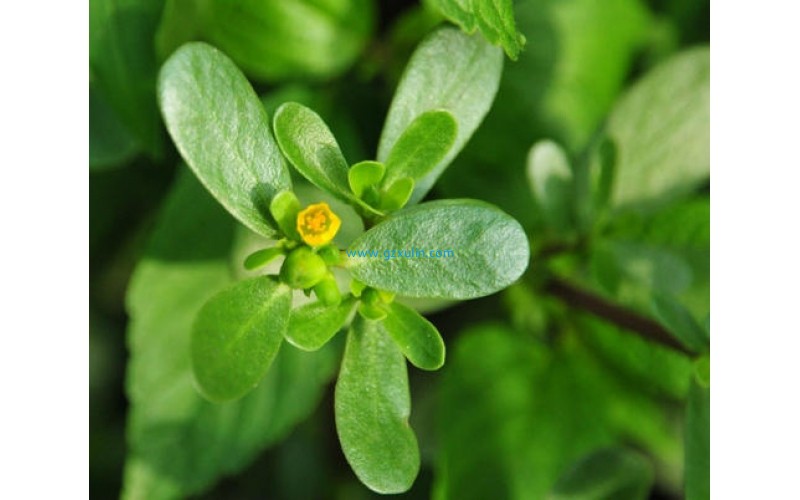 中藥植物提取物馬齒莧提取物-丹皮根提取物化妝品原料功效