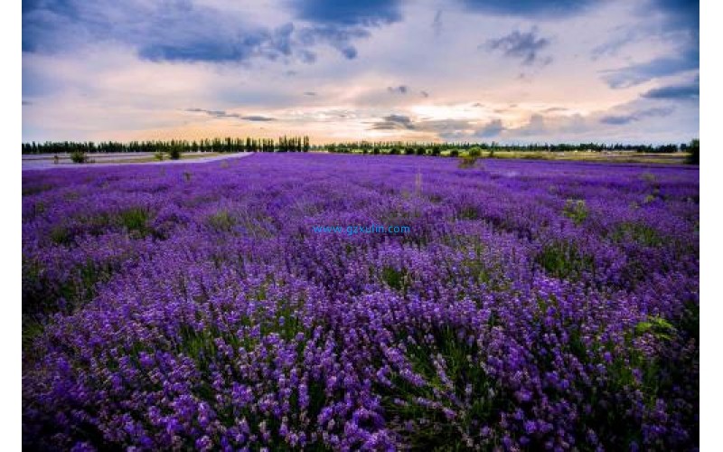 薰衣草油-薰衣草提取物化妝品原料功效活性成分