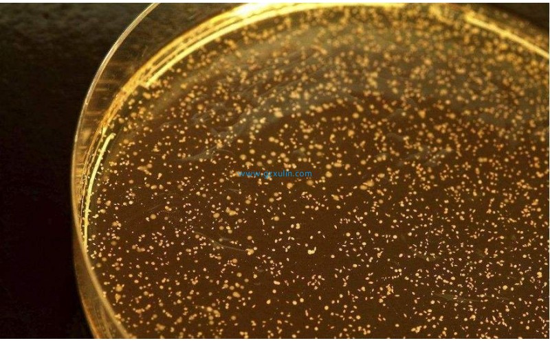 化妝品美白消炎乳酸桿菌發酵濾液類原料功效